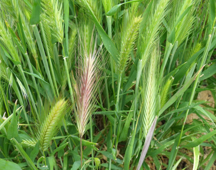 Hordeum sp.